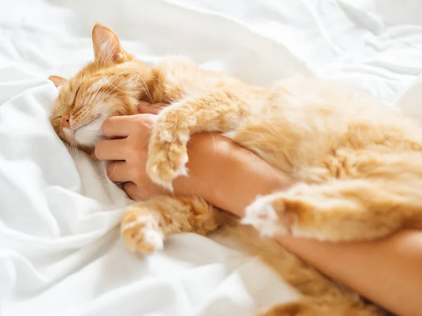 Carino Gatto Zenzero Dorme Sulla Mano Della Donna Soffici Animali — Foto Stock