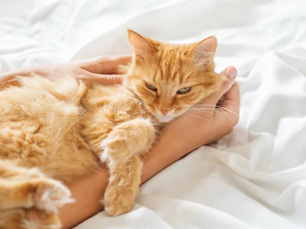 Cute Ginger Cat Sleeps Woman Hand Fluffy Pet Unmade Bed — Stock Photo, Image