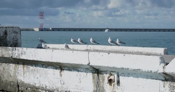 A gaivota senta-se na rocha. Farol no porto de Sochi, Rússia. Silhuetas de gaivotas em rochas e surfe de mar tranquilo . — Vídeo de Stock
