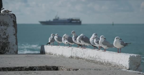 Martı kayanın üzerinde oturur. Sochi, Rusya 'daki deniz feneri. Kayalıklardaki martı siluetleri ve sakin deniz sörfleri.. — Stok video