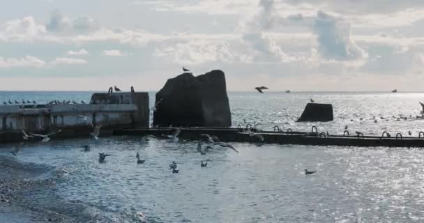 A gaivota senta-se na rocha. Porto de Sochi, Rússia. Silhuetas de gaivotas em rochas e surfe de mar tranquilo . — Vídeo de Stock