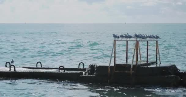 As gaivotas sentam-se em grades enferrujadas. Surfe tranquilo no mar à luz do dia, Sochi, Rússia . — Vídeo de Stock