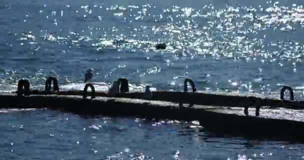 Martılar paslı korkuluklarda otururlar. Gün ışığında sakin deniz sörfü, Sochi, Rusya. — Stok video