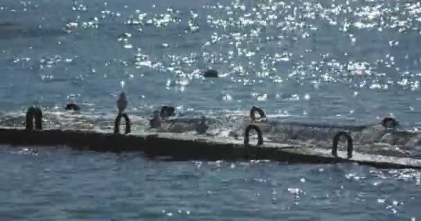 Las gaviotas se sientan sobre barandillas oxidadas. Surf de mar tranquilo a la luz del día, Sochi, Rusia . — Vídeo de stock