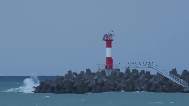 Les mouettes et les cormorans sont assis sur le brise-lames. Phare sur fond de ciel orageux. Port de Sotchi, Russie.