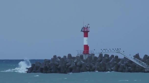 Pescărușii și cormoranii stau pe apă spartă. Farul pe fundalul cerului furtunos. Portul Sochi, Rusia . — Videoclip de stoc