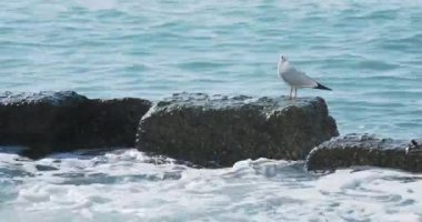 Martı kayanın üzerinde oturur. Soçi Limanı, Rusya. Kayalıklardaki martı siluetleri ve sakin deniz sörfleri..