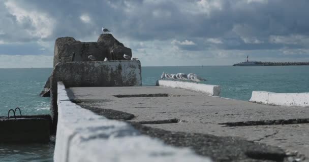 갈매기는 바위 위에 앉아 있습니다. 러시아 소치 항구에 있는 등대입니다. 바위와 평온 한 바다 파도 위에 떠 있는 갈매기의 실루엣. — 비디오
