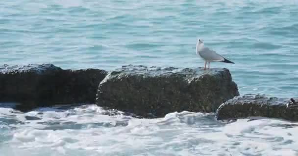 A gaivota senta-se na rocha. Porto de Sochi, Rússia. Silhuetas de gaivotas em rochas e surfe de mar tranquilo . — Vídeo de Stock