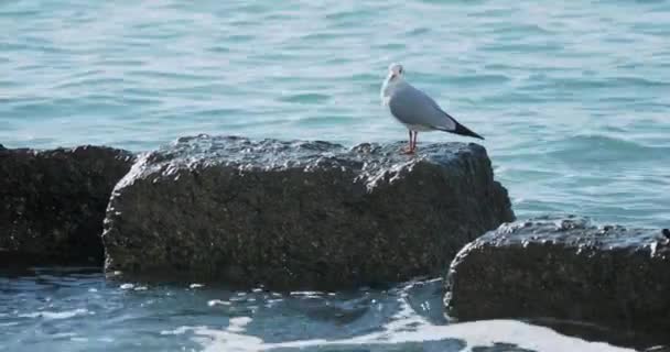 Möwe sitzt auf Fels. Hafen von Sotschi, Russland. Silhouetten von Möwen auf Felsen und ruhige Meeresbrandung. — Stockvideo