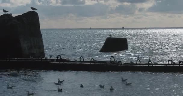 海鸥坐在岩石上.俄罗斯索契港。海鸥在岩石上的轮廓和平静的海浪. — 图库视频影像