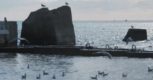 Martı kayanın üzerinde oturur. Soçi Limanı, Rusya. Kayalıklardaki martı siluetleri ve sakin deniz sörfleri.. — Stok video