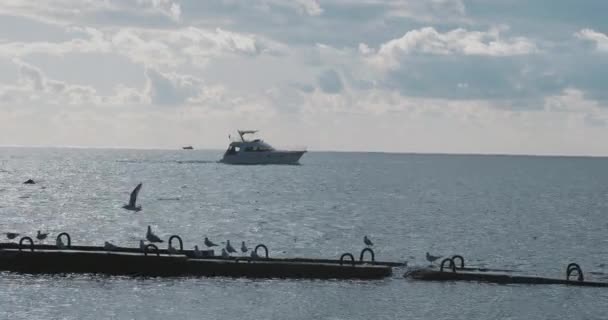 Fiskmåsar sitter på rostiga räcken. Lugn havssurf i dagsljus, Sotji, Ryssland. — Stockvideo