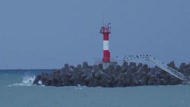Martılar ve karabataklar dalgakıranların üzerinde otururlar. Fırtınalı arka planda deniz feneri. Soçi Limanı, Rusya.