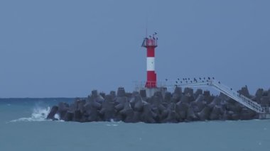 Martılar ve karabataklar dalgakıranların üzerinde otururlar. Fırtınalı arka planda deniz feneri. Soçi Limanı, Rusya.