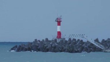 Martılar ve karabataklar dalgakıranların üzerinde otururlar. Fırtınalı arka planda deniz feneri. Soçi Limanı, Rusya.