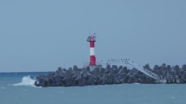 Martılar ve karabataklar dalgakıranların üzerinde otururlar. Fırtınalı arka planda deniz feneri. Soçi Limanı, Rusya.
