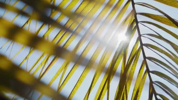 De zon schijnt door palmbladeren. Tropische boom met fris groen blad. Natuurlijke zomerse achtergrond. — Stockvideo