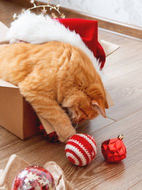 Şirin kızıl kedi, Noel ve yeni yıl süsleriyle birlikte tahta arka planda kutuda yatıyor. Kırmızı Noel Baba şapkalı tüylü hayvan. Kış tatili hazırlıkları sırasında tüylü evcil hayvan.