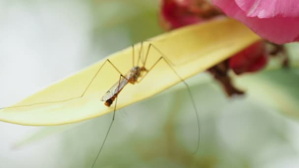 Crane fly Tipulidae або москітні яструби або довгі ноги татуся. Комахи сидять на квітучій квітці.. — стокове відео