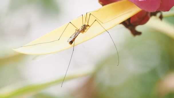 Crane fly Tipulidae або москітні яструби або довгі ноги татуся. Комахи сидять на квітучій квітці.. — стокове відео