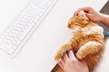 Klavyenin yanındaki masada yatan mutlu kızıl kedi. İnsan gülümseyen bir hayvanı okşar. Evde sıcak bir sabah..