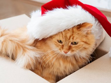 Şirin kızıl kedi, Noel ve yeni yıl süsleriyle birlikte tahta arka planda kutuda yatıyor. Kırmızı Noel Baba şapkalı tüylü hayvan. Kış tatili hazırlıkları sırasında tüylü evcil hayvan.