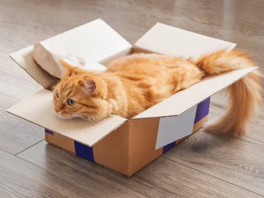 Sevimli kızıl kedi tahta arka planda karton kutuda yatıyor. Yumuşak hayvan kutuda dinleniyor. Tüylü evcil hayvan. Konforlu ev.