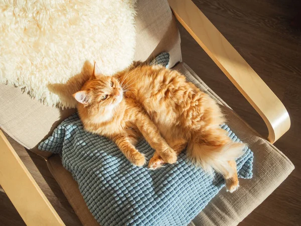 Top View Cute Ginger Cat Lying Pillow Fluffy Pet Sleeping — Stock Photo, Image