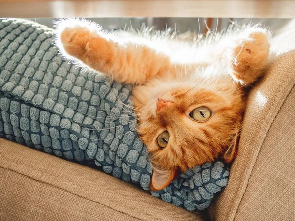 Cute Ginger Cat Lying Pillow Fluffy Pet Staring Curiously Cozy — Stock Photo, Image