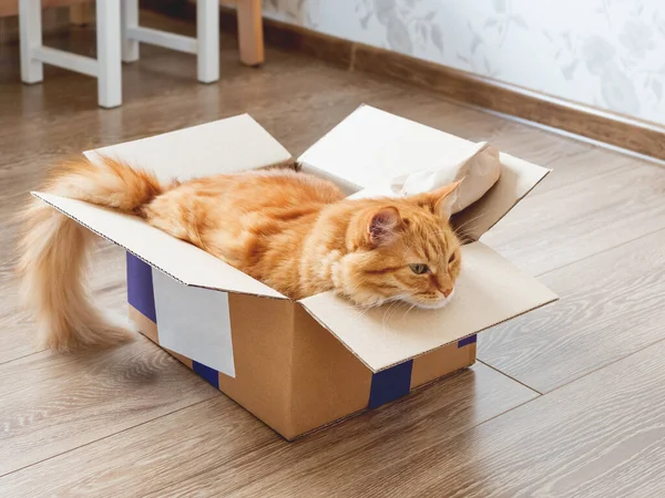 Cute ginger cat lies in carton box on wooden background. Fluffy pet relaxing in box. Fuzzy domestic animal. Cozy home.