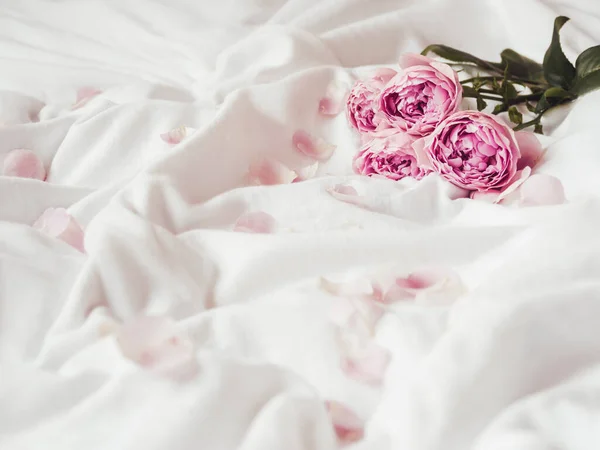 Roses Roses Pétales Sur Tissu Blanc Froissé Décoration Élégante Naturelle — Photo