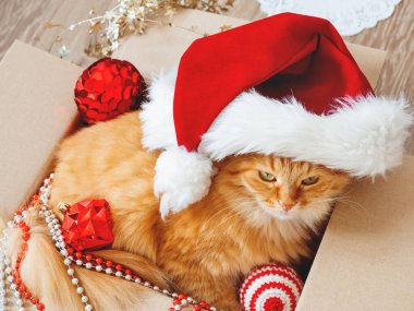 Şirin kızıl kedi, Noel ve yeni yıl süsleriyle birlikte tahta arka planda kutuda yatıyor. Kırmızı Noel Baba şapkalı tüylü hayvan. Kış tatili hazırlıkları sırasında tüylü evcil hayvan.
