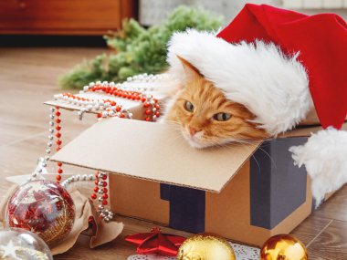 Şirin kızıl kedi, Noel ve yeni yıl süsleriyle birlikte tahta arka planda kutuda yatıyor. Kırmızı Noel Baba şapkalı tüylü hayvan. Kış tatili hazırlıkları sırasında tüylü evcil hayvan.