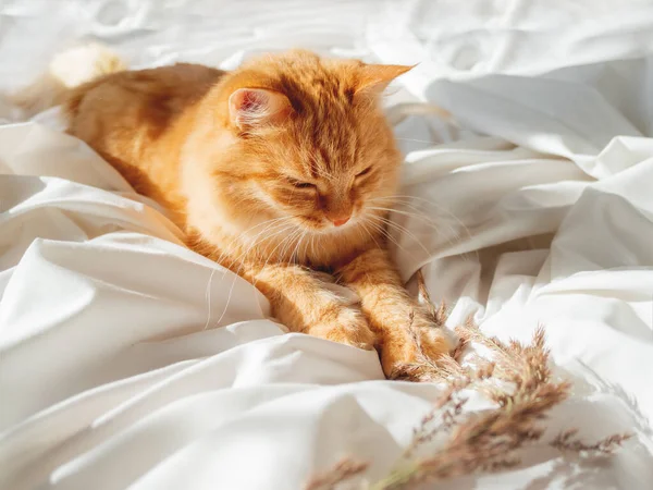 乾燥した草を砕いたベッドの上でかわいい生姜猫が遊ぶ 遊び心のあるペットと朝の就寝 白いベッドシートにふわふわの家畜 居心地の良い家 — ストック写真