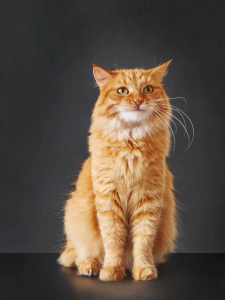 Χαριτωμένη Γάτα Τζίντζερ Τρομερή Έκφραση Στο Πρόσωπο Που Ποζάρει Σαν — Φωτογραφία Αρχείου