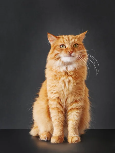 Nette Ingwerkatze Mit Atemberaubendem Gesichtsausdruck Die Wie Ein Löwe Auf — Stockfoto