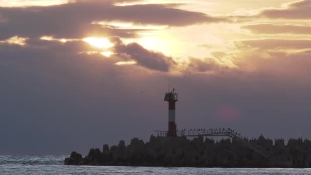 海鸥和科动物坐在防波堤上.美丽的日落背景下的灯塔。俄罗斯索契港. — 图库视频影像