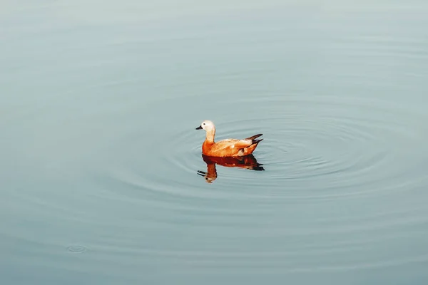 Solo Pato Rojo Nadando Agua Brillante Colorido Pájaro Estanque Fondo — Foto de Stock