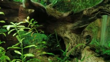 Yayın balığı Clarias batrachus özel bir akvaryumda yüzüyor. Deniz yosunu ve oksijen jeneratörüyle..