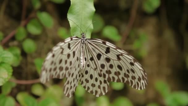 Idea leuconoe motyl lub papierowy latawiec, papier ryżowy lub duża nimfa drzewa siedzi na liściu. — Wideo stockowe