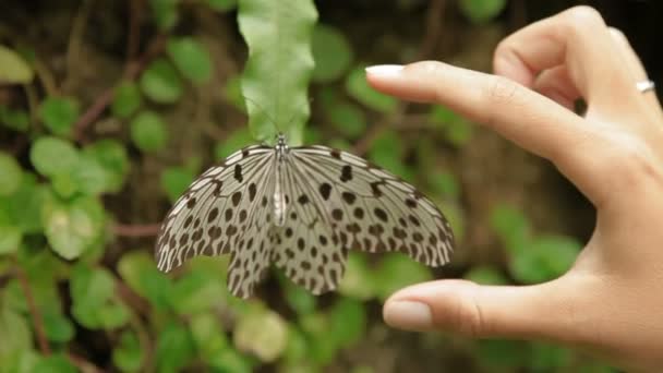 Mujer mide Idea leuconoe mariposa o cometa de papel, papel de arroz o ninfa de árbol grande con sus dedos. — Vídeo de stock