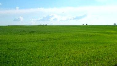 Kırsal doğal altyapı. Buğday tohumlu tarla. Bahar güneşli bir günde bulutlu bir hava. Rusya.