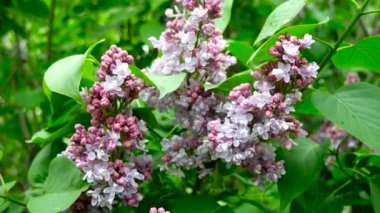 Leylak çiçekleriyle doğal bahar arkaplanı.