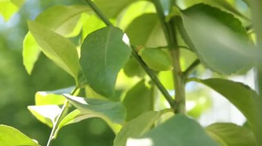 Limonlu narenciye. Güneş ışığında meyve yetiştiren doğal arka plan.