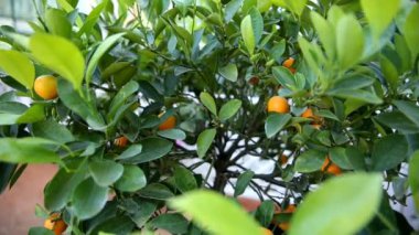 Citrofortune microcarpa calamondin. Yeşillikte kalamondin içeren doğal bir arka plan..
