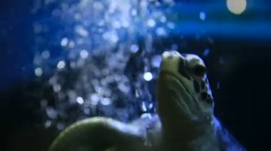 Yeşil kaplumbağa Chelonia mydas oksijen jeneratöründen çıkan hava kabarcıkları arasında yüzer. Kaplumbağa ışıklandırmalı özel bir tankta yaşar.