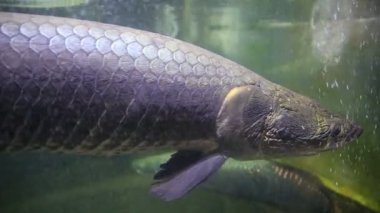 Pirarucu, Dev arapaima Arapaima gigas 