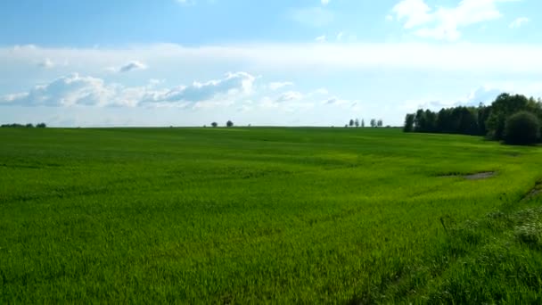 Крайній природній фон. Поле з пшеничним мікроорганізмом. Cloudscape у весняний сонячний день. Росія. — стокове відео