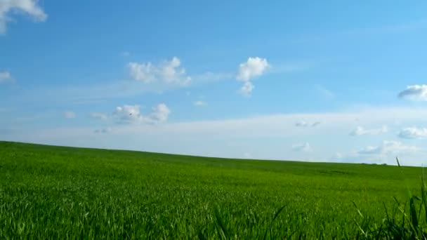Тімелапс. Крайній природній фон. Поле з пшеничним мікроорганізмом. Cloudscape у весняний сонячний день. Росія. — стокове відео